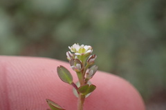 Lepidium nitidum