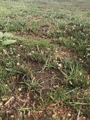 Lepidium nitidum