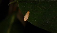 Lambula