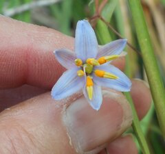 Dianella callicarpa