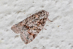 Characoma metalophota