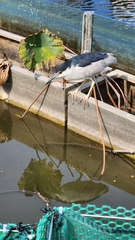 Nycticorax nycticorax nycticorax