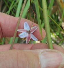 Dianella callicarpa