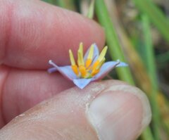 Dianella callicarpa