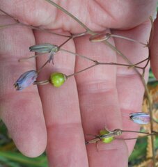 Dianella callicarpa