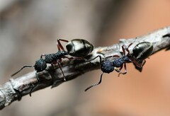 Dolichoderus scabridus