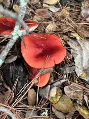 Russula rhodocephala