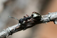 Dolichoderus scabridus