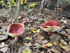 Russula rhodocephala