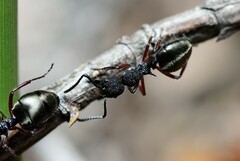 Dolichoderus scabridus