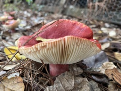 Russula rhodocephala