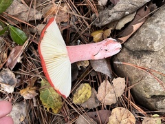 Russula rhodocephala