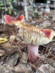 Russula rhodocephala