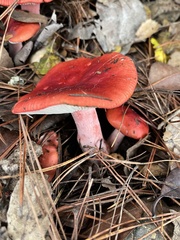Russula rhodocephala