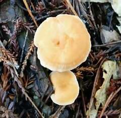 Hydnum oregonense