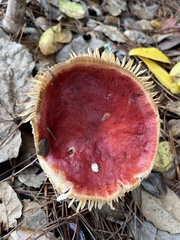 Russula rhodocephala