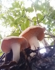 Hydnum oregonense