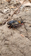 Yoyetta spectabilis