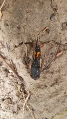 Yoyetta spectabilis