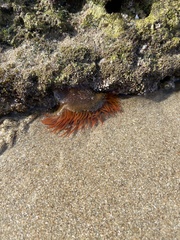 Bunodosoma californica