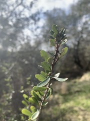 Ceanothus cuneatus