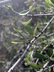 Ceanothus cuneatus