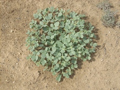 Zygophyllum