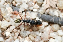 Camponotus suffusus bendigensis