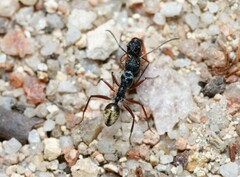 Camponotus suffusus bendigensis