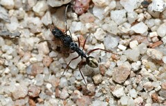 Camponotus suffusus bendigensis