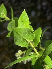 Arctostaphylos pechoensis