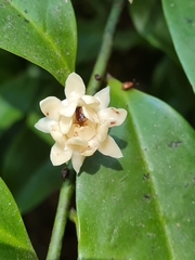 Eupomatia laurina