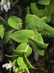 Arctostaphylos pechoensis