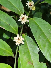 Eupomatia laurina
