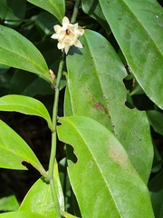 Eupomatia laurina