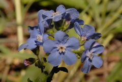 Hackelia velutina