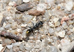 Myrmecia gilberti