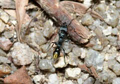 Myrmecia gilberti