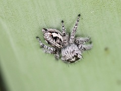 Hyllus