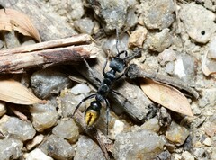 Myrmecia gilberti