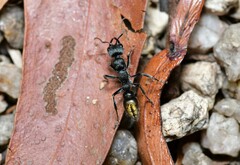 Myrmecia gilberti