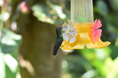 Chrysuronia versicolor