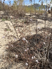 Stephanomeria exigua