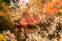 Dendrochirus brachypterus