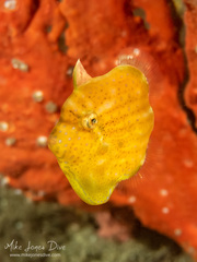 Brachaluteres jacksonianus