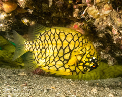 Cleidopus gloriamaris