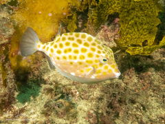 Anoplocapros inermis