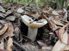 Russula brevipes