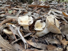 Russula brevipes