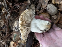 Russula brevipes